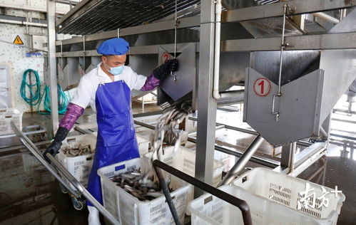 鯪魚罐頭出口逆勢上揚，中山食品企業迎全面復工熱潮